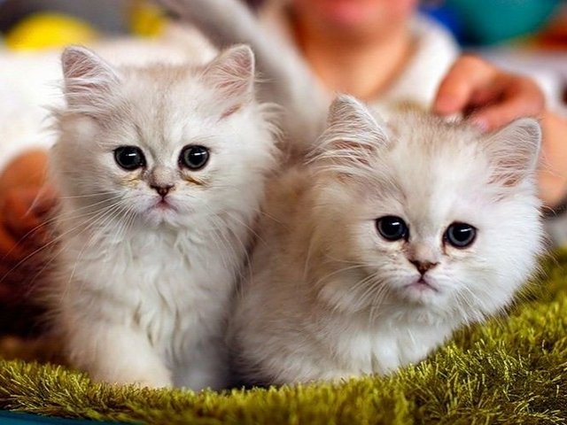 Породы кошек в Лениногорске | ЗооТом портал о животных