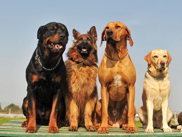 Крупные породы собак в Лениногорске | ЗооТом портал о животных